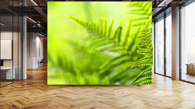 Beautiful ferns leaves, green foliage natural, floral fern background. Polypodiophyta, panoramic view, sunlight Wall mural