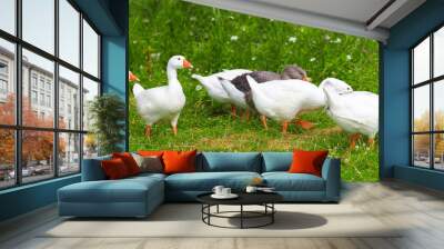 Geese in the grass, domestic bird, flock of geese, panoramic view. Flock of domestic geese. Summer green rural farm landscape Wall mural