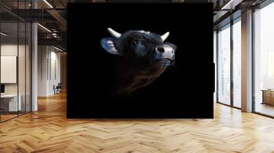 portrait of a black bull isolated on a black background. beef with his head held up, oxen head close Wall mural