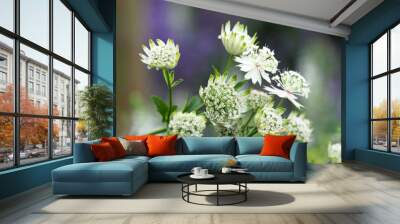 White flowers of astrantia major, masterwort, Apiaceae. Summer  garden Wall mural