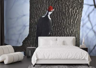 woodpecker on tree Wall mural