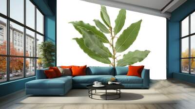 Branch of bay leaf Wall mural