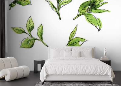 Green tea leaves set painted by watercolor and ink. Hand drawn illustration. Wall mural