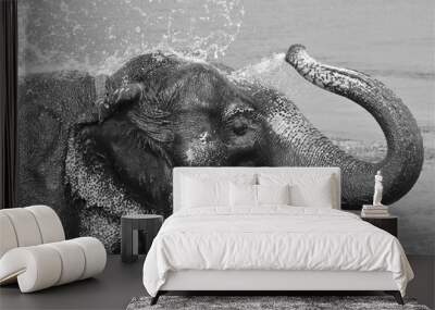 Black and white of Asian Elephant spraying water over itself .  Wall mural