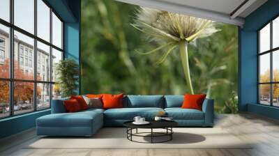 dandelion seed head Wall mural