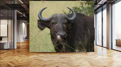 Cheeky buffalo sticking its tongue out, licking its nose Wall mural