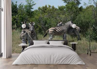 two pairs of zebras hugging eachother Wall mural