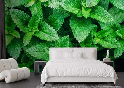 Green Mint Plant Grow Background. Wall mural