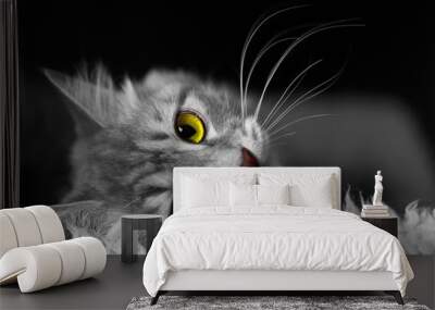 White and black image of cat with yellow and green eyes lying on soft white fur on black background, horizontal closeup view with head Wall mural