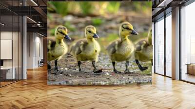 Fluffy goslings waddling in a row beside a tranquil pond. Wall mural