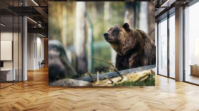 brown bear in the woods Wall mural