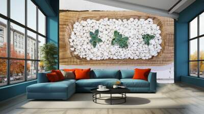 Dessert Rose Succulent in white pepples Wall mural