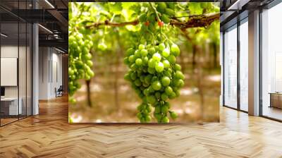 Grapes on the vine in a natural Northern Cape South African vineyard Wall mural