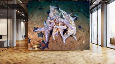 starfishes spawning in sea of japan in late october, russia Wall mural