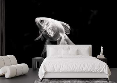 Fantail Goldfish  Wall mural