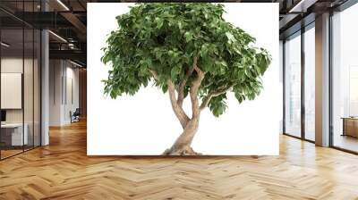 The weeping fig is a flowering, broadleaf evergreen tree native to Asia and Australia. Generative ai. Wall mural