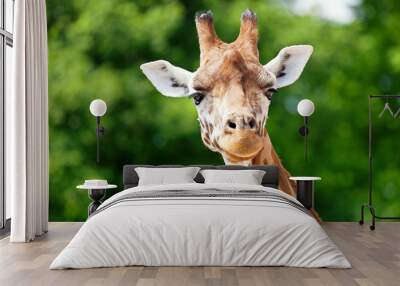 Giraffe looking forward b Wall mural