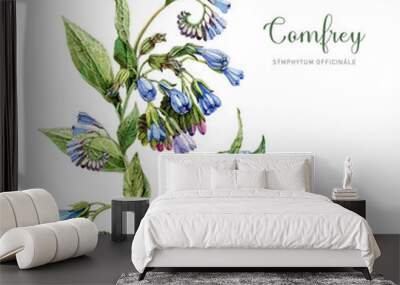 Comfrey plant with leaves and flowers. Watercolor vintage style botanical illustration. Hand drawn Symphytum officinale medicinal herb element. Blooming comfrey isolated on white background Wall mural