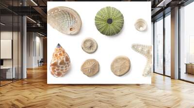 beach finds: small seashells, fossil coral and sand dollars, puka shells, a sea urchin and a white starfish / sea star, ocean, summer and vacation design elements isolated over transparent background Wall mural