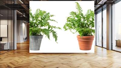 fresh green fern plant (polypodium vulgare) in a zinc and a classic terracotta pot isolated over transparency, cut-out greenery, garden / gardening or interior design element, PNG digital prop Wall mural