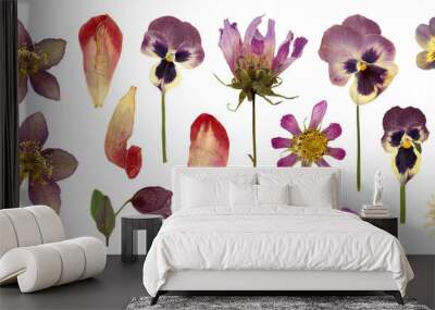 set / collection of pressed flowers and petals, hellebore, pansies, cosmea, violet, tulip petals and a daisy flower isolated over transparency, floral botanical herbarium design elements, PNG Wall mural