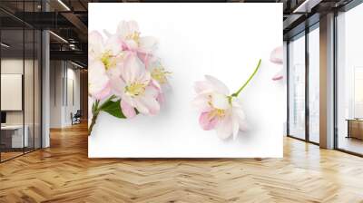 set of cherry flowers in full bloom, symbol for spring, design elements isolated over a transparent background, top view for your flatlays and scenes - perfect for spring weddings Wall mural