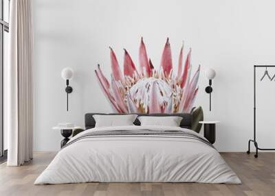 single beautiful pink king protea flower isolated against a light grey background Wall mural