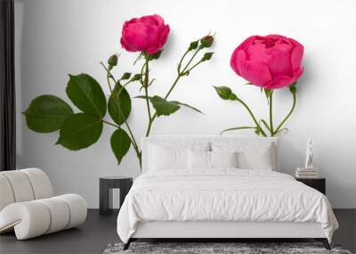 two beautiful pink rose flowers in full bloom and buds isolated over a transparent background, design element for Valentine's Day or fragrance / cosmetics / essential oil themed layouts Wall mural