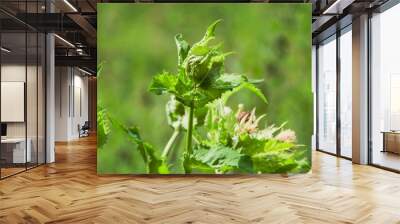 Wild green plant in summer Wall mural