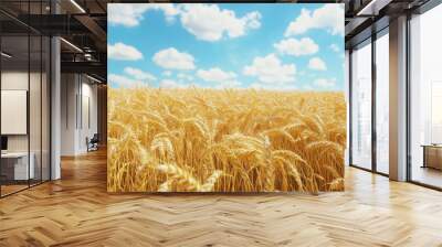 Yellow agriculture field with ripe wheat and blue sky Wall mural