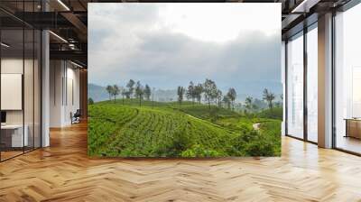 Ceylon tea in the mountains hills near bandarawela Sri Lanka. Green  landscape wallpaper Wall mural