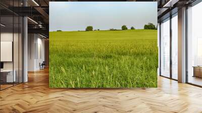 Green fields at summer time Wall mural