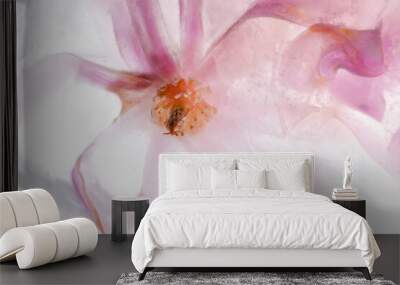 Beautiful flowers pink blooming magnolia in transparent ice block. Wall mural