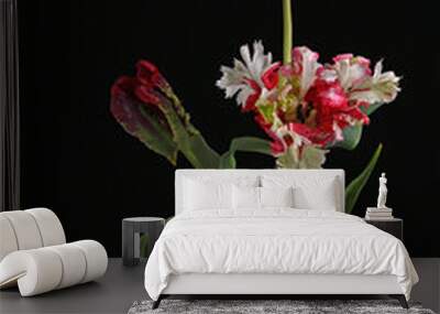 Parrot tulips in vase on a black table, creating a striking contrast Wall mural