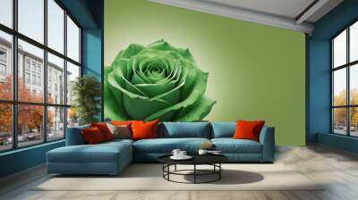 close up view of a bloomed green rose against a matching green background Wall mural