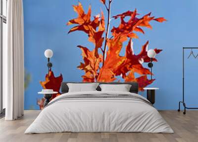 Bright crimson maple tree branch against the sky (optimistic, po Wall mural