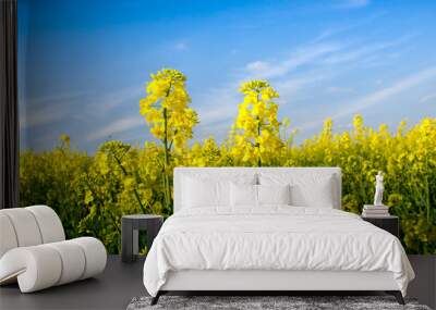 Charming summer landscape with two flowers of rape on the background of blue sky (couple, lovers - concept) Wall mural