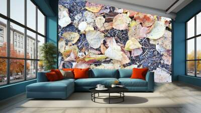 Dry autumn yellow birch leaves on the ground Wall mural