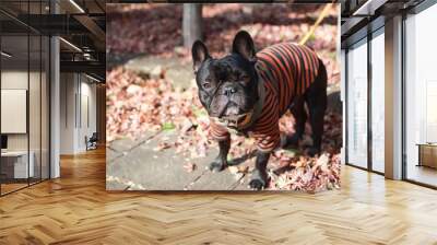 Cute  French Bulldog looking forward  And the leash is going out for a walk Wall mural