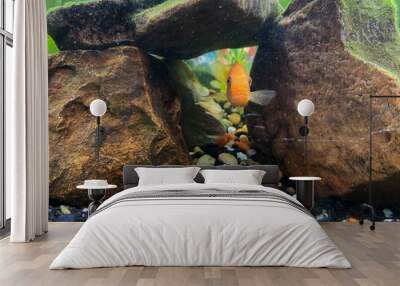 Single Red Zebra Cichlid photo front view with rock cave, bubble, wood and plant background Wall mural