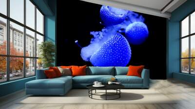 A group of blue lovely jellyfish in dark water. close-up. Wall mural