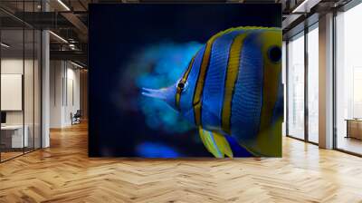 Bright coral reef fish. The underwater life of the sea. Close-up. Wall mural