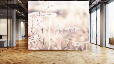 delicate openwork flowers in the frost. Gently  lilac frosty natural winter background. Beautiful winter morning in the fresh air. Soft focus. Wall mural