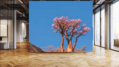 flowering of an amazing endemic bottle tree on wild rocks. Socotra Island. Yemen. Unique area.
 Wall mural