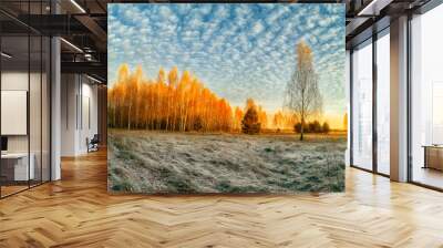 Panoramic photo of a beautiful autumn morning in the forest. The contrast of golden birches in the sunny dawn sun and grass in hoarfrost. Wall mural