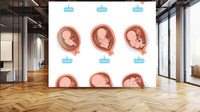 Fetal Growth/Human fetus inside the womb 1 to 9 months.Vector illustrations Wall mural