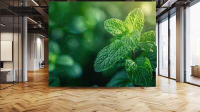   A clear photo of a green plant with sunlight filtering through the leaves against a blurred background Wall mural