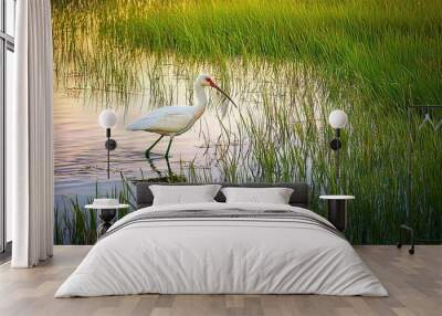   A long-beaked white bird wades through water with tall grass in the foreground Wall mural