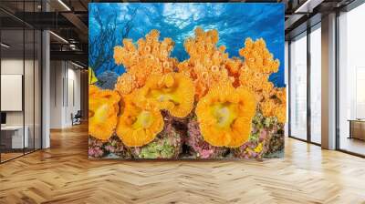   An underwater photo of a colorful coral reef filled with diverse marine life Wall mural