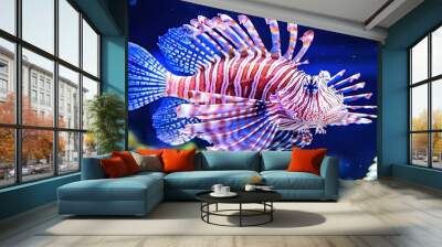   Red and Blue Fish Close-Up in Aquarium Wall mural